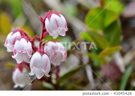 Akamono Akamono 41045426