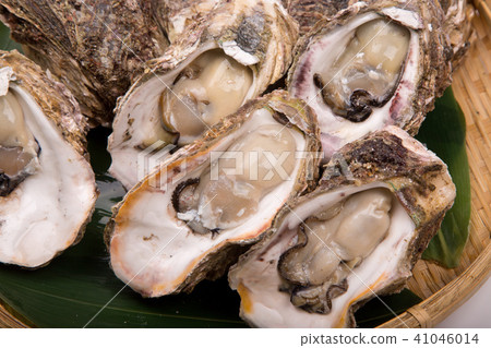 Rock oyster ingredients Rock oyster ingredients 41046014