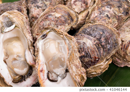 岩牡蠣 岩牡蠣 41046144