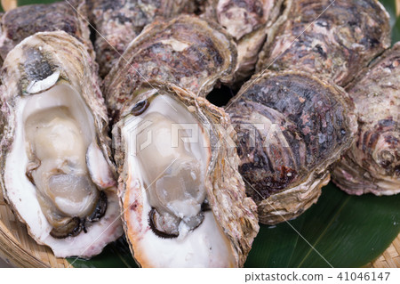岩牡蠣 岩牡蠣 41046147