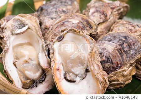 岩牡蠣 岩牡蠣 41046148