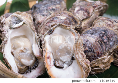 岩牡蠣 41046149