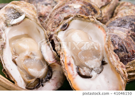 岩牡蠣 岩牡蠣 41046150