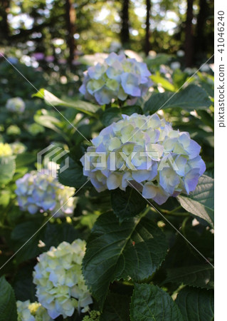 Hydrangea of a shade Hydrangea of a shade 41046240