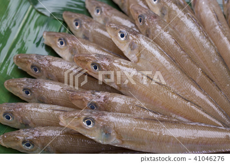 吻魚成分 吻魚成分 41046276