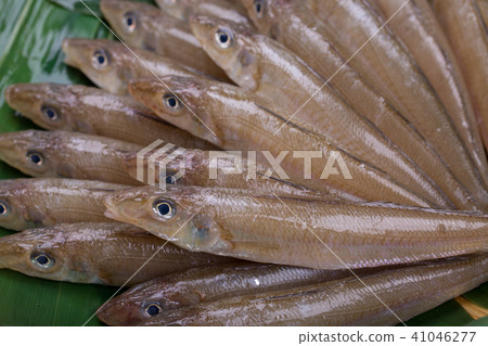 吻魚成分 吻魚成分 41046277