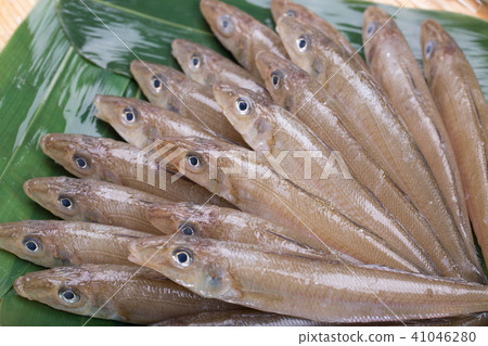 吻魚成分 41046280