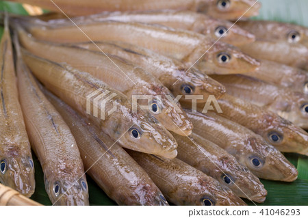 Kiss fish ingredients - Stock Photo [41046293] - PIXTA