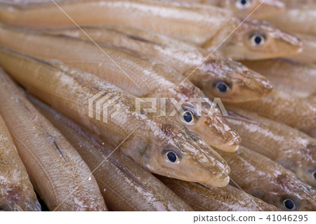吻魚成分 吻魚成分 41046295