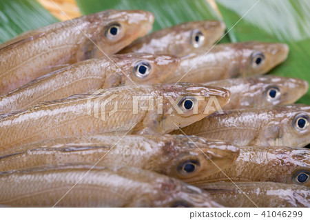 吻魚成分 吻魚成分 41046299