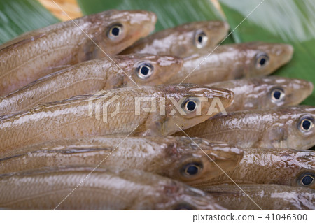 吻魚成分 吻魚成分 41046300