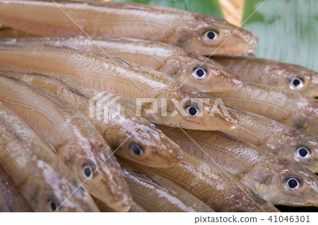 吻魚成分 吻魚成分 41046301