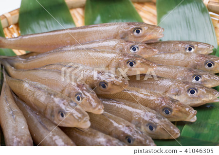 吻魚成分 吻魚成分 41046305