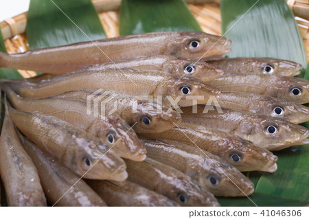 吻魚成分 吻魚成分 41046306