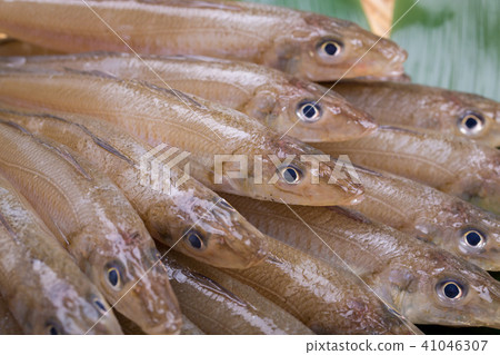 吻魚成分 吻魚成分 41046307