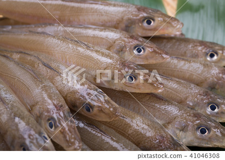 吻魚成分 吻魚成分 41046308