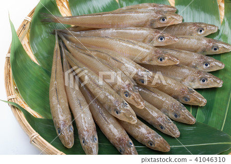 吻魚成分 吻魚成分 41046310