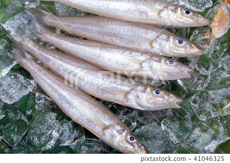 吻魚成分 41046325