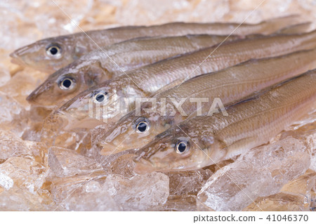 親吻魚 41046370
