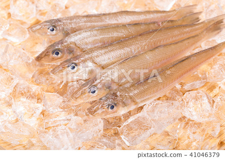 親吻魚 親吻魚 41046379