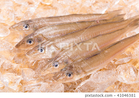 親吻魚 親吻魚 41046381