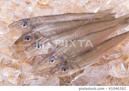 親吻魚 親吻魚 41046382