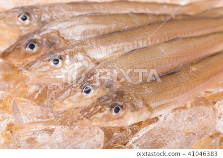 親吻魚 親吻魚 41046383