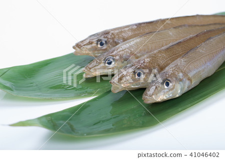 親吻魚 親吻魚 41046402