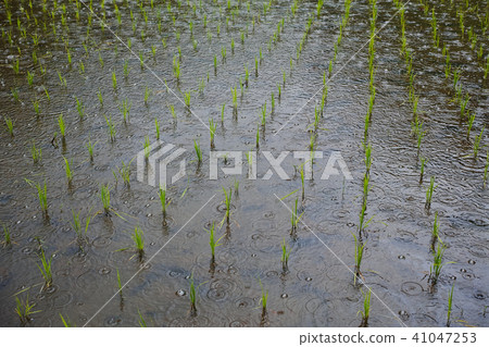 Paddy field after rice planting on rainy day Paddy field after rice planting on rainy day 41047253