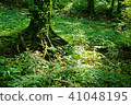 陽光穿過森林 41048195