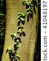 常春藤的森林 41048197