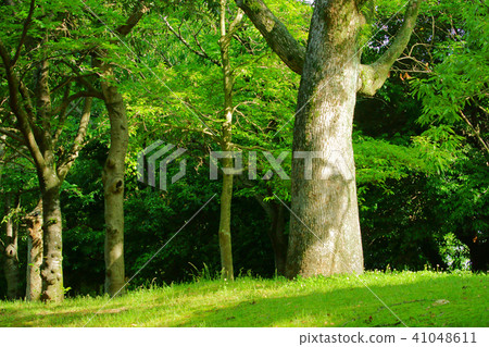 春天公園 41048611