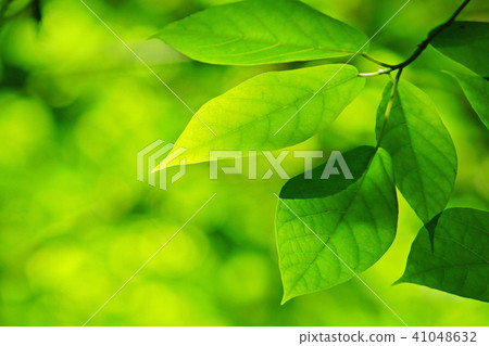 鮮綠色 鮮綠色 41048632