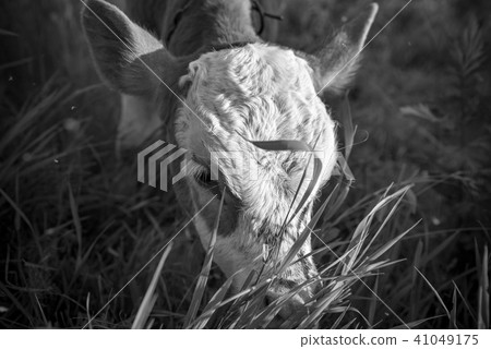 Young calf on the pasture, monochrome effect Young calf on the pasture, monochrome effect 41049175