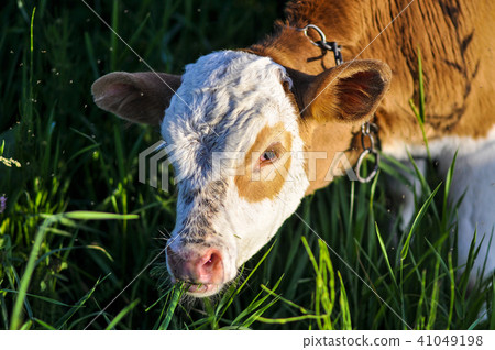 Young bull on the chain grazing on the meadow Young bull on the chain grazing on the meadow 41049198