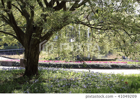 樹的陰影 樹的陰影 41049209