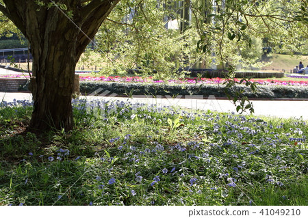 Shade of tree Shade of tree 41049210