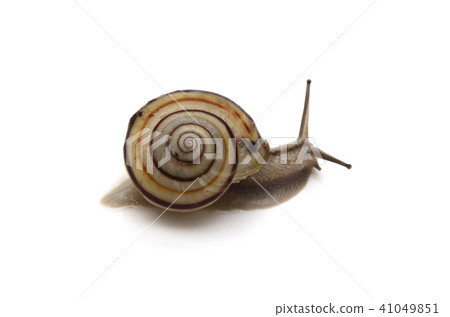 snails snails 41049851