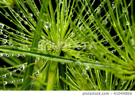 水滴在Cepels的葉子上 41049868