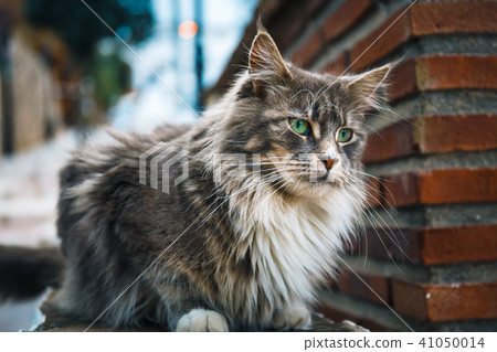 Portrait of Cat Maine Coon resting on stone wall 41050014