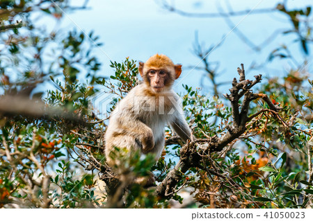 Portrait of a young macaque Portrait of a young macaque 41050023