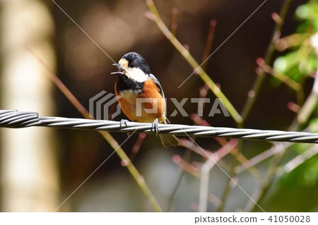 唧唧喳喳的鳥兒 41050028