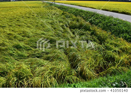 An ear of rice collapsed in a typhoon 41050140