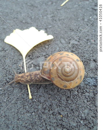 雨和銀杏葉蝸牛 雨和銀杏葉蝸牛 41050416