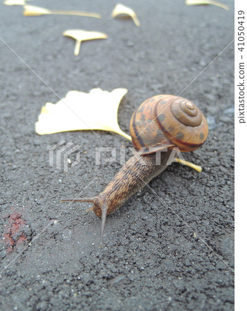 雨和銀杏葉蝸牛 雨和銀杏葉蝸牛 41050419