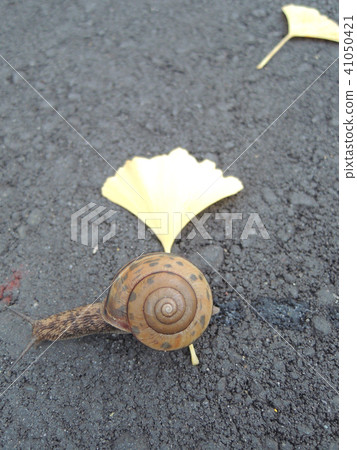 Snail of rain and ginkgo leaves 41050421