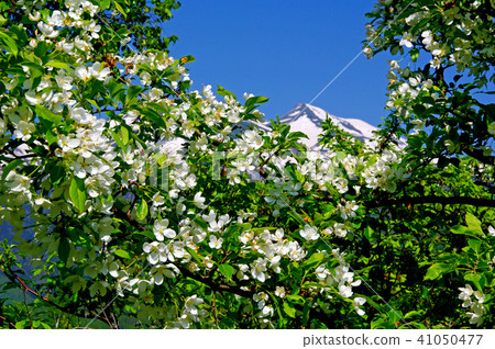 Norikura Kogen - 在Ichinose花園的Konashi花 Norikura Kogen - 在Ichinose花園的Konashi花 41050477