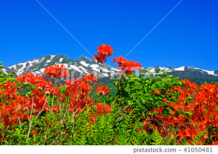 Norikura Kogen - Ichinose花園的Lenzoe杜鵑花 Norikura Kogen - Ichinose花園的Lenzoe杜鵑花 41050481