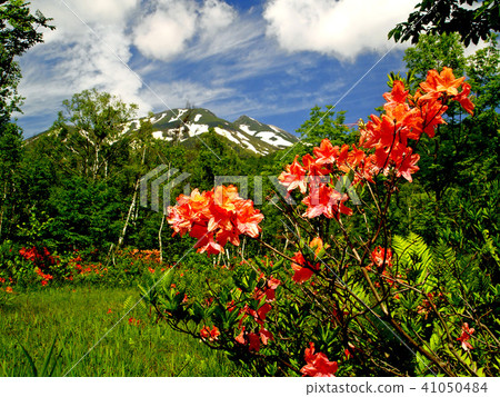 Norikura Kogen - Ichinose花園的Lenzoe杜鵑花 Norikura Kogen - Ichinose花園的Lenzoe杜鵑花 41050484
