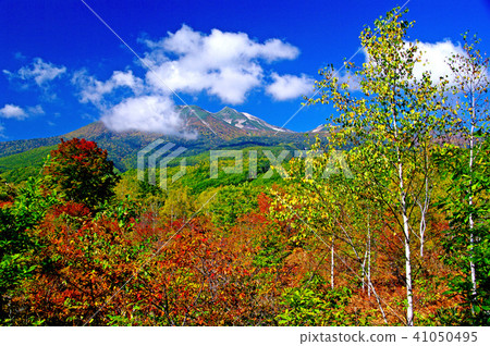 Norikura Kogen / Ichinose花園的大楓樹 41050495